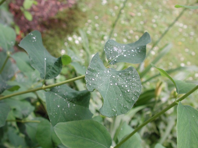 Dewdrops