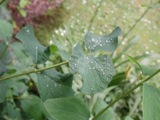 Dewdrops
