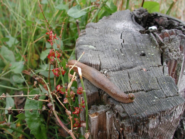 Snails