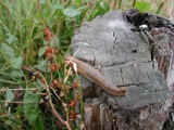 Snails
