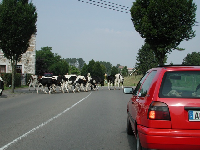 Cows