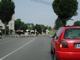 Cows