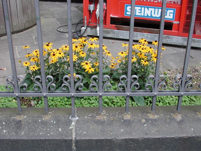 Black-Eyed Susans