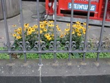 Black-Eyed Susans