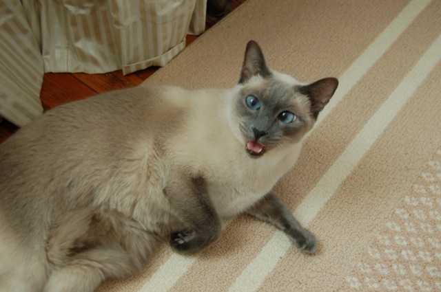 Sugar