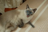 Sugar