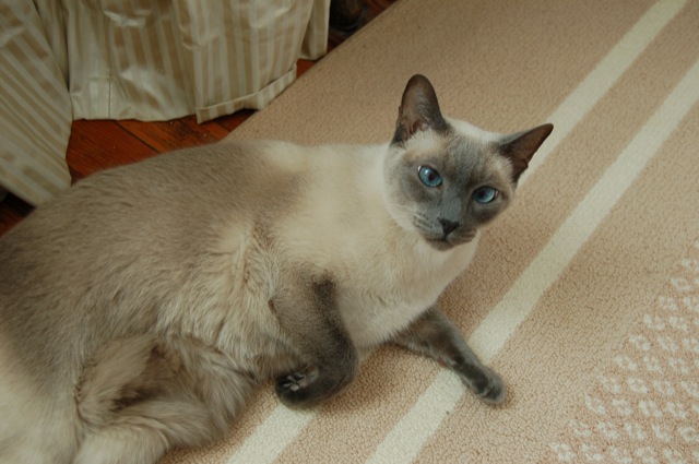 Sugar