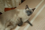 Sugar