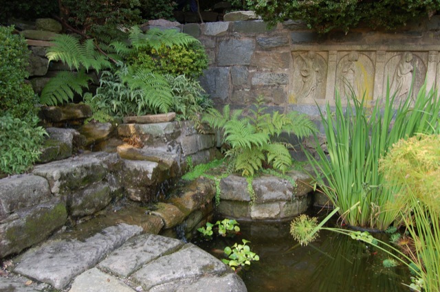 Ferns
