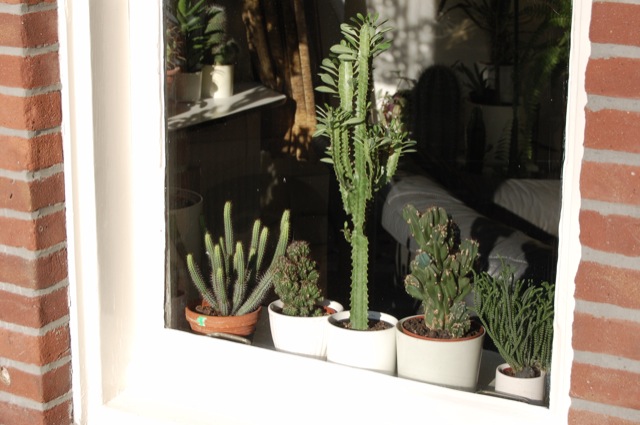 Cactus
