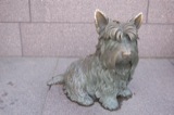 Dogs