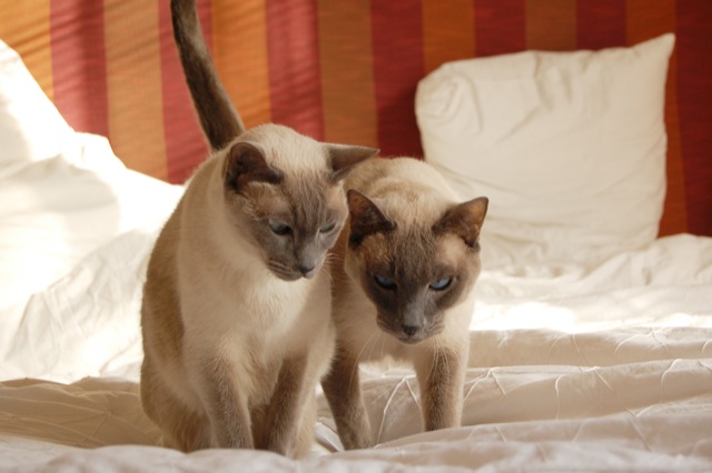 Cats