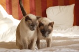 Cats