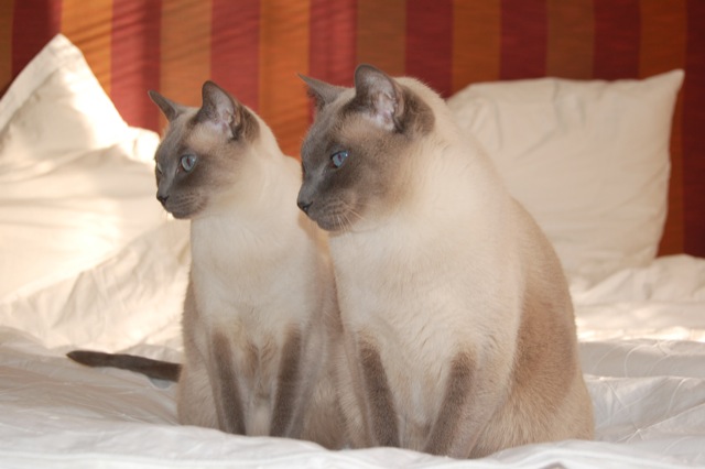 Cats