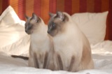 Cats