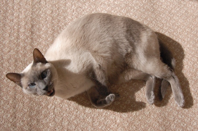 Cats