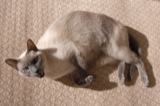 Cats