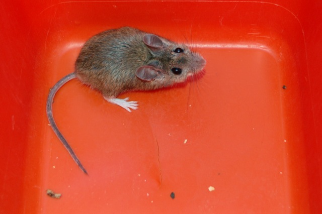 Mice