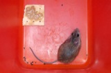 Mice