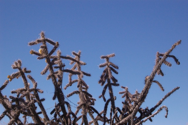 Cactus