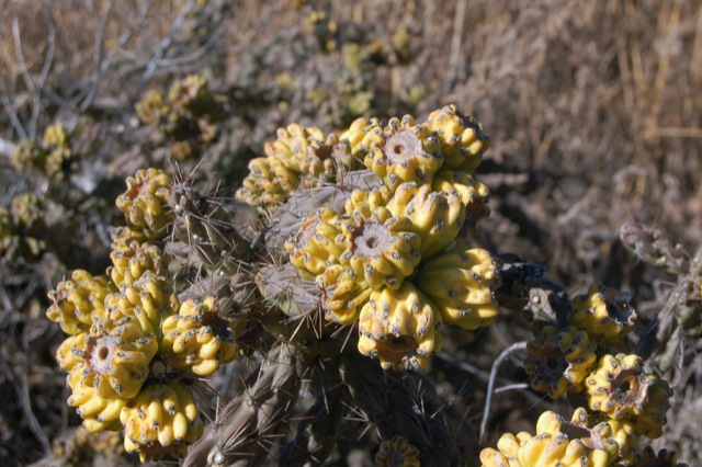 Cactus