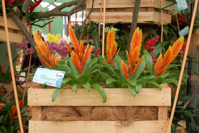Keukenhof