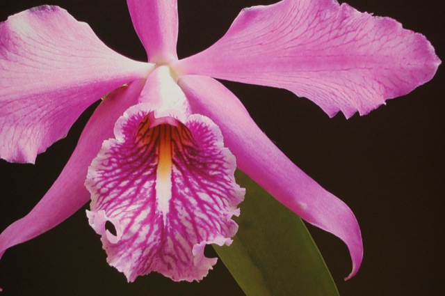 Orchids