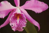 Orchids
