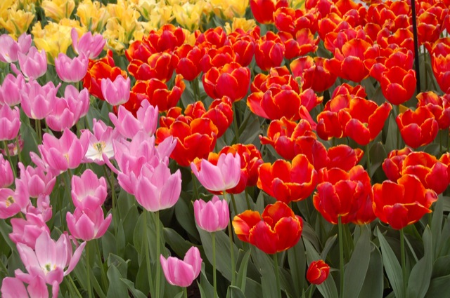 Tulips