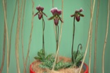 Venus Fly Traps