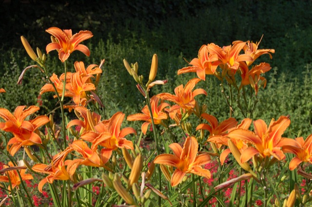 Lilies