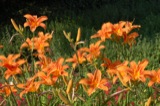 Lilies
