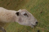 Avebury