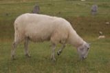 Wiltshire