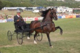 Royal Welsh Fair