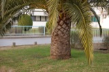 Palm Trees