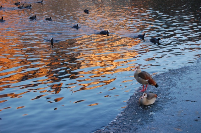 Hofvijver