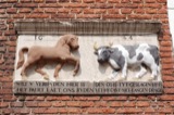 Cows