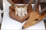 Horns