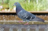 Pigeons