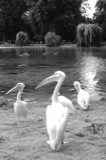 St. James's Park