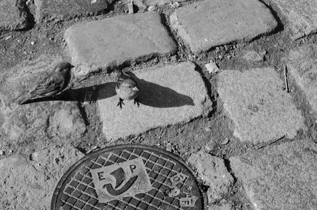 Pavement