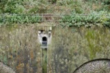 Moss