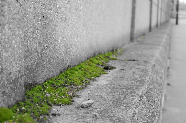 Moss