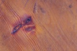 Faces