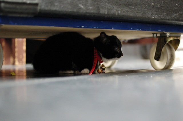 Jeremiah (cat)