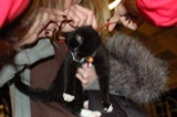 Jeremiah (cat)