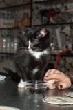 Korzo 2009.11