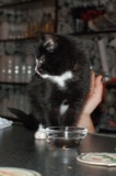 Korzo 2009.11