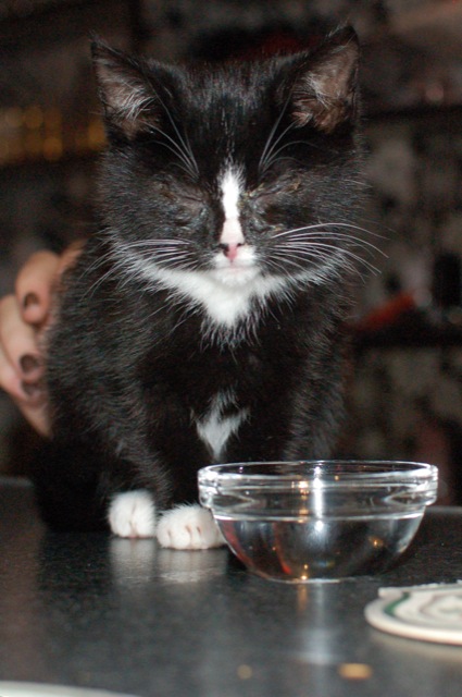 Korzo 2009.11